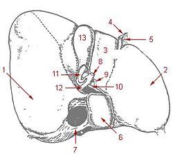 Illu liver gallbladder.jpg