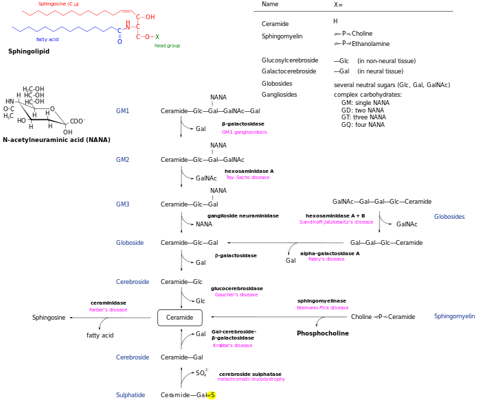Sphingolipidoses.svg