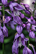 Hosta ventricosa3726837254.jpg