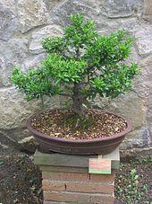 Euonymus japonicus-Bonsai.jpg