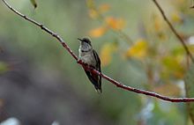 Andean Hillstar (Oreotrochilus estella) perched.jpg