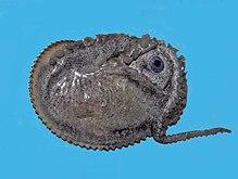 Argonautidae - Argonauta argo.JPG