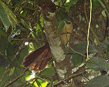 Bay Coucal (Centropus celebensis celebensis).jpg