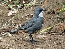Common Diuca-Finch RWD2.jpg