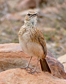 Eastern Long-billed Lark (Certhilauda semitorquata) calling.jpg