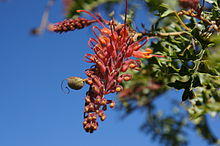Grevillea bipinnatifida specimen.JPG