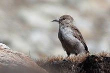 Ground Tit north Sikkim India 16.10.2019.jpg