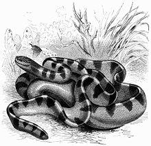 Hydrophis - Brehms.jpg