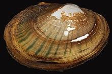 Lampsilis radiata (I2046) 0740 (44960554921).jpg