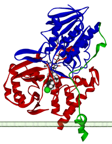 Monoamine oxidase A 2BXS.png