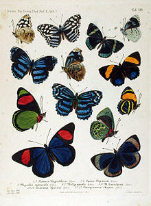 NovaraExpZoologischeTheilLepidopteraAtlasTaf53.jpg