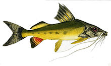 Pimelodus maculatus.jpg