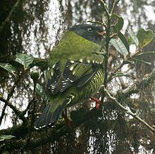 Pipreola arcuata (male) -NW Ecuador-4.jpg