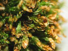 Tetraphis pellucida.jpeg