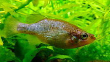 Xenoophorus captivus - Aquaportedorée 02.JPG