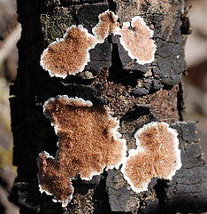 Steccherinum ochraceum 82227.jpg