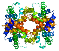 Protein HBA1 PDB 1a00.png