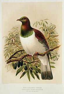 Illustration of New Zealand pigeon: A History of the Birds of New Zealand, Buller,1888