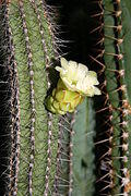 Brasilicereus phaeacanthus (Gürke) Backeberg ssp. breviflorus (F.Ritter) P.J.Braun & Esteves.jpg