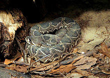 Crotalus adamanteus 25.jpg