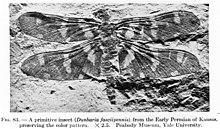 Dunbaria fasciipennis Tillyard 1924.jpg