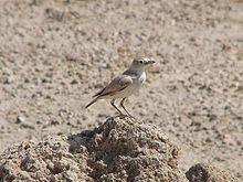 Gray's Lark.jpg