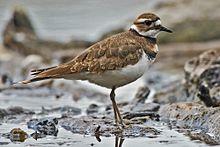 Killdeer.jpg