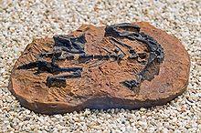 Mussaurus patagonikus DSC 2904.jpg