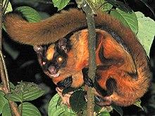Petaurista nobilis 2.jpg