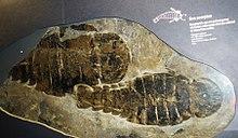 Pterygotus anglicus.JPG