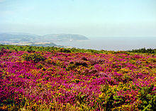 Ground covered with purple heather. In the distance are hills and coastline.