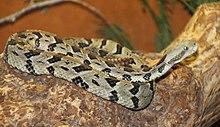 ZollmanTimberRattlesnake.jpg