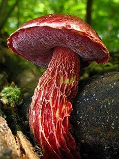 Exsudoporus frostii 100632.jpg