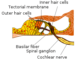 Organ of corti.svg