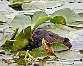 Beaver in water eating lily pads