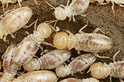 CSIRO ScienceImage 3698 Mastotermes darwiniensis Giant Northern Termite.jpg