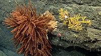 Coral variety - Oceanographer Canyon.jpg