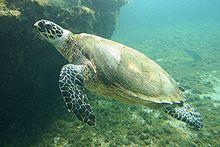 Eretmochelys-imbricata-Kélonia-2.JPG