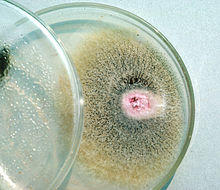 Fusarium subglutinans.jpg