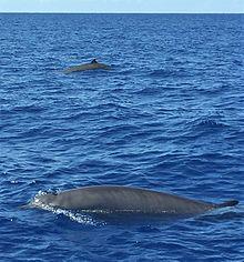 Gervais' Beaked Whale.jpg