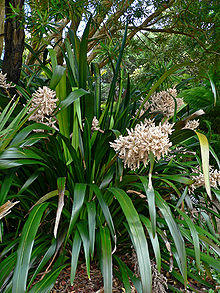 Helmholtzia glaberrima 2.jpg