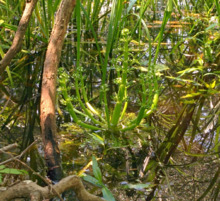 Hottonia inflata in pond.png