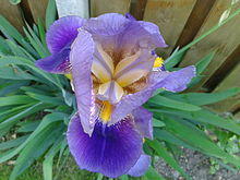 Iris Germanica 2012-2.jpg