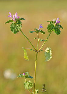 Lamium purpureum - verev iminõges Keilas.jpg
