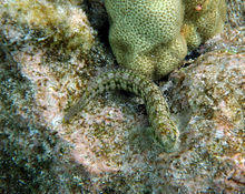 Marbled Blenny Entomacrodus marmoratus.jpg