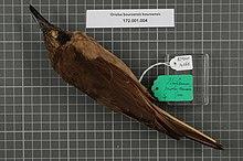 Naturalis Biodiversity Center - RMNH.AVES.141165 1 - Oriolus bouroensis bouroensis (Quoy and Gaimard, 1830) - Oriolidae - bird skin specimen.jpeg
