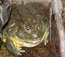 Pyxicephalus adspersus 2zz.jpg