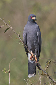 Schneckenweih-Snail-Kite.JPG