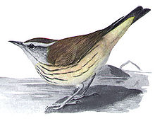 Seiurus motacillaEMP17CB.jpg