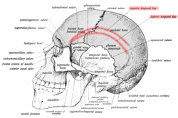 Sobo 1909 39 - temporal lines.png